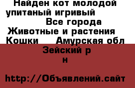 Найден кот,молодой упитаный игривый 12.03.2017 - Все города Животные и растения » Кошки   . Амурская обл.,Зейский р-н